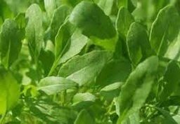 Rucula AGROECOLÓGICA - Precio x atado - Prod. 1610